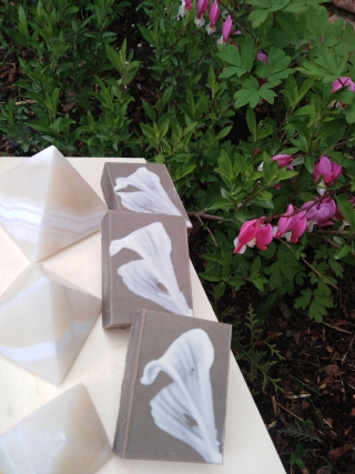 leptir 005 forum 1.jpg