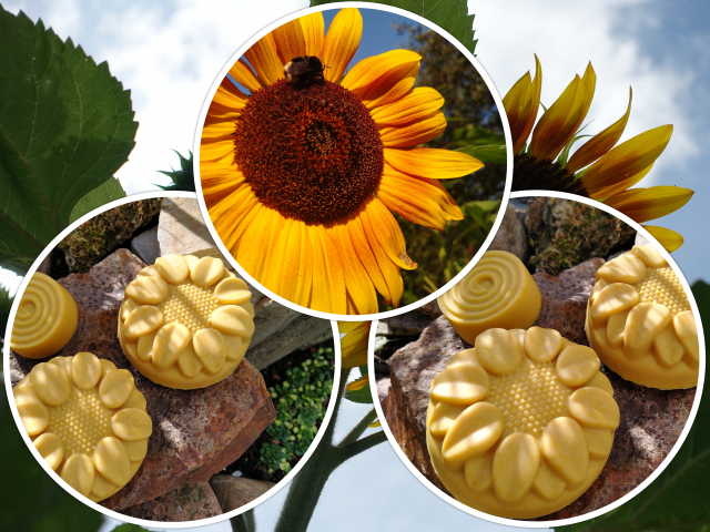 Sonnenblume Collage.jpg verkleinert.jpg