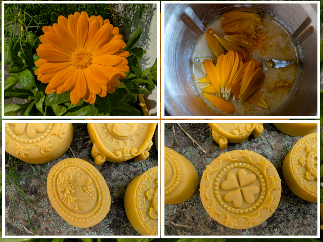 Calendula 02 collage v.jpg
